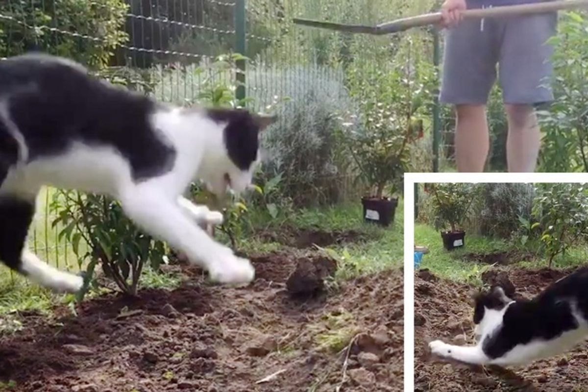 Cat Insists to 'Help' His Human with Gardening Every Time