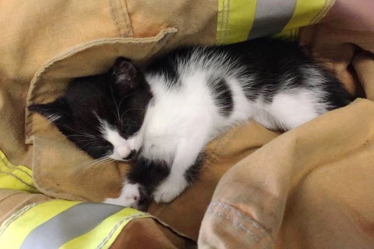 Kitten Ejected from Car in Rollover Accident is Saved in Miraculous Way