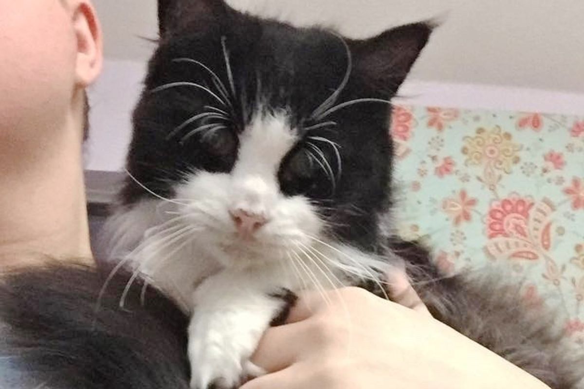 15-Year-Old Blind Cat Finds Herself at Police Station, Looking for Home