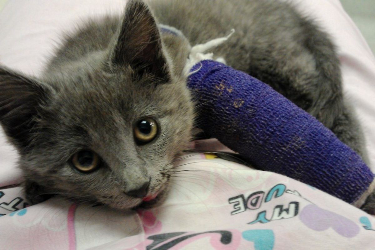 Woman Refuses to Give Up on Kitten Saved from the Road Even When Told to, Now 3 Years Later..