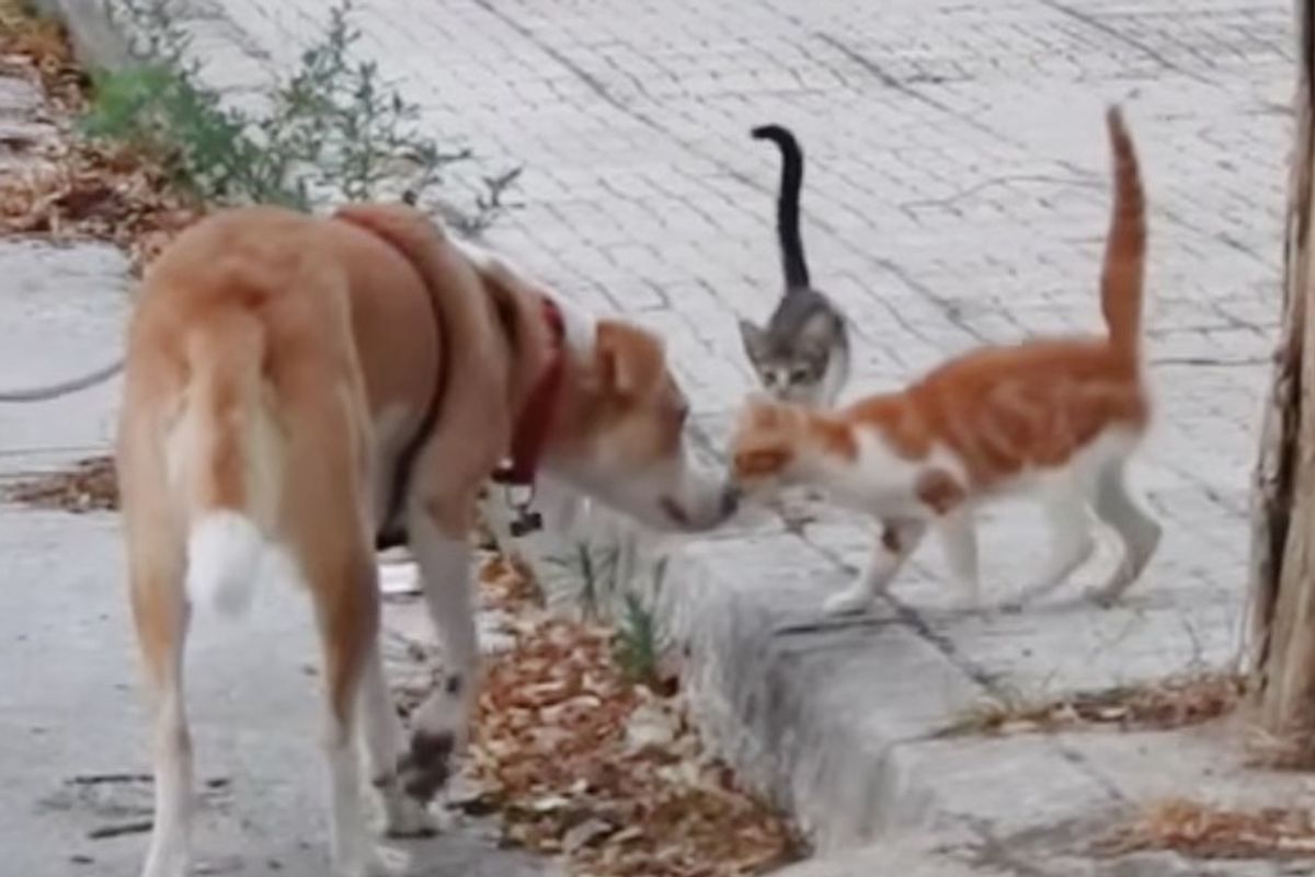 Rescue Dog Helps Feed 30 Stray Cats Every Day and Save Their Lives
