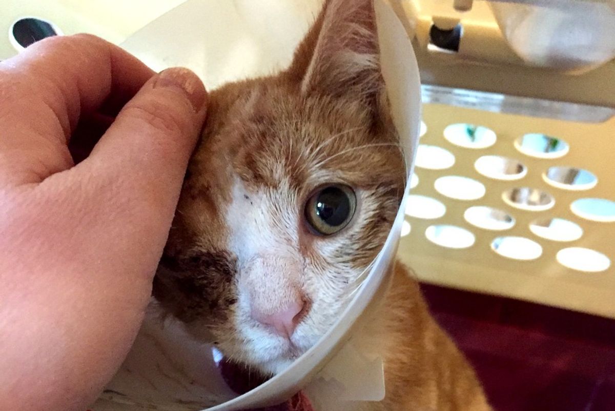 One-eyed Kitty Couldn't Stop Purring and Snuggling When Rescuer Brought Him to Freedom