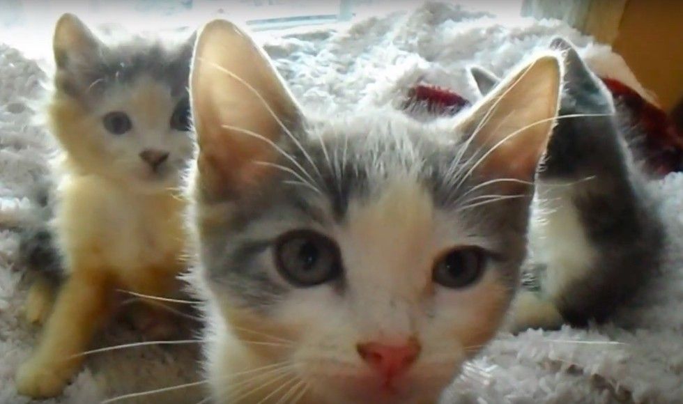 1 of 3000 Calicos is Male, They Found Two from This Litter of 5 Calicos