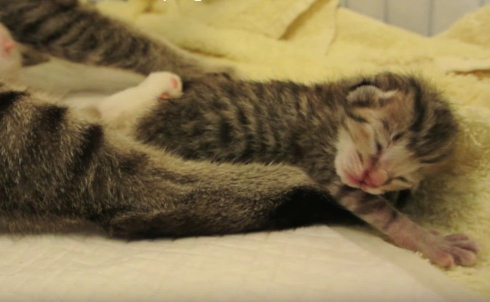 Very Pregnant Stray Cat Runs Up To Man Meowing For Help Love Meow