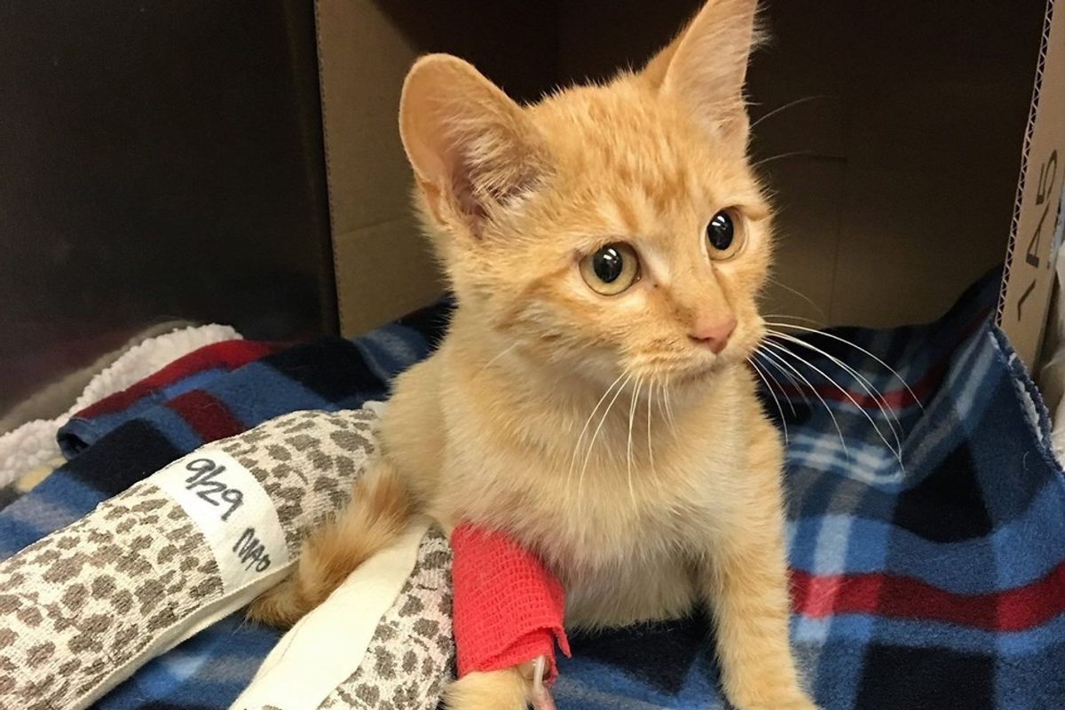 They Save Cat with Broken Legs and Help Him Walk Again, What a Difference Two Weeks Make