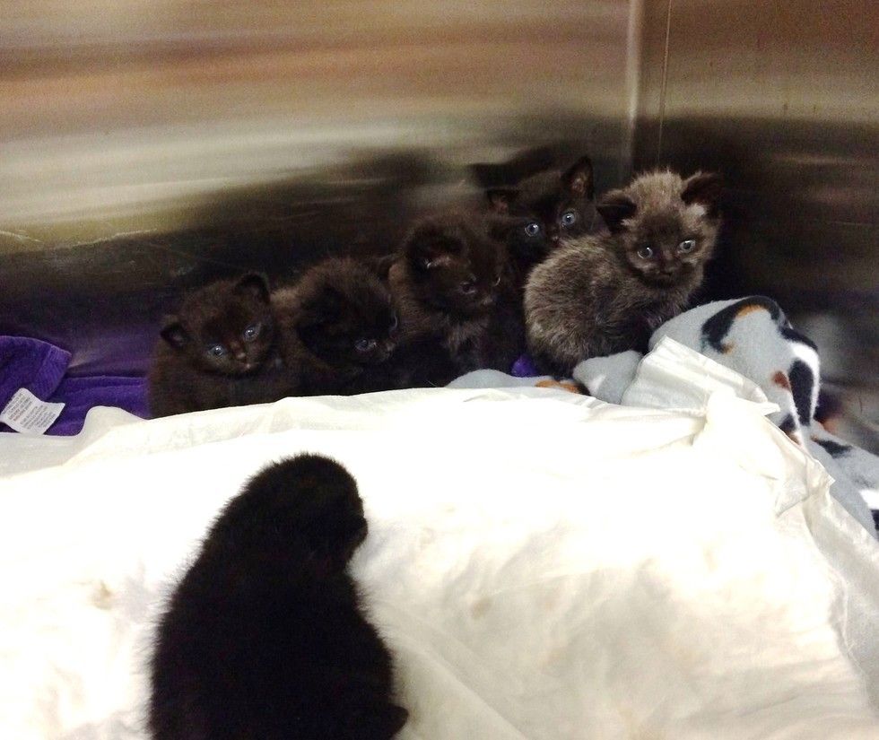 Seven Kittens Rescued From The Woods Huddling Up For A New Lease On ...