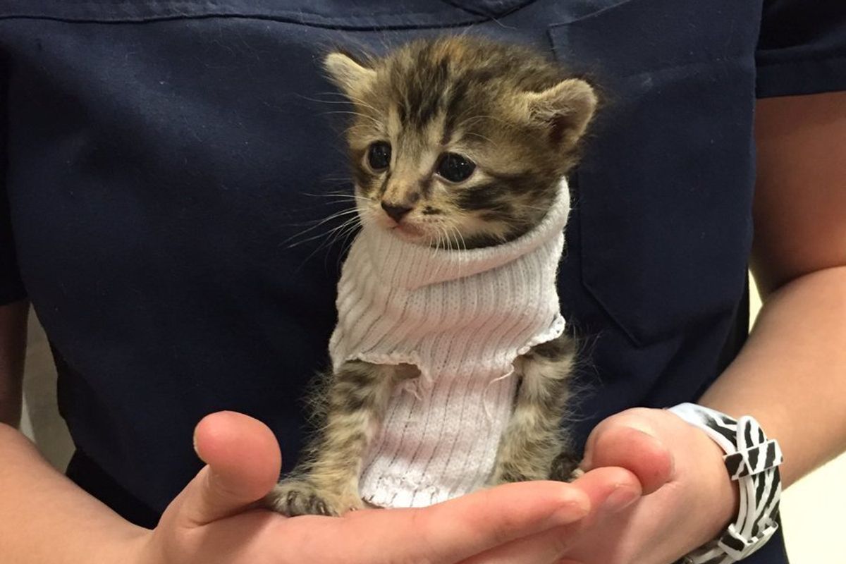 Kitten Saved from Hurricane Matthew Gets Tiny Sweater and New Home