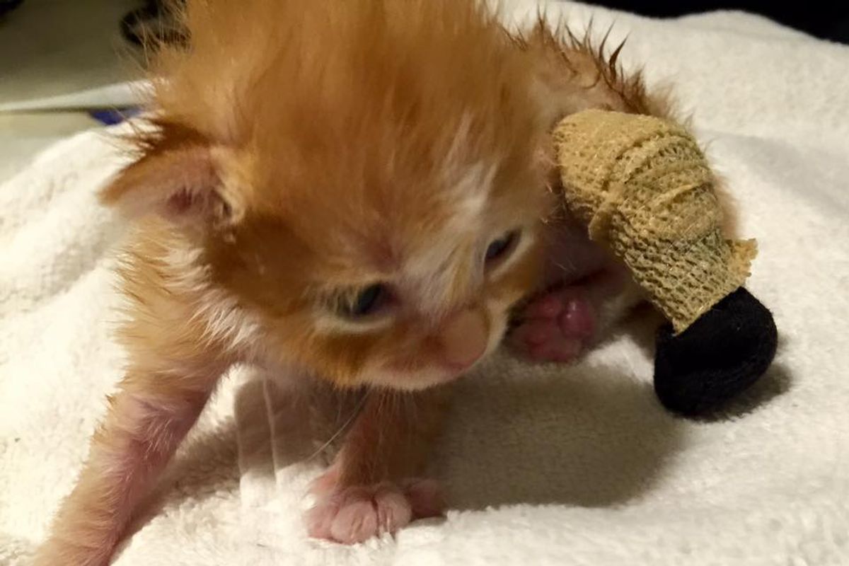 Kitten Found with Leg Tangled in Grass, is Turned Around by Love, Then and Now