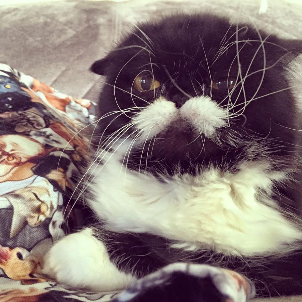 Rescue Cat with the Craziest Whiskers from Neglect to Loving Home