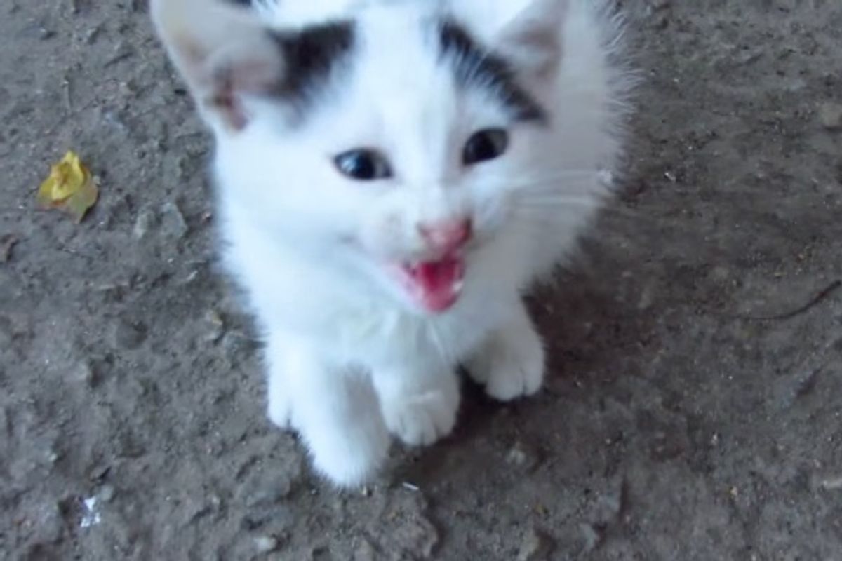 Tiny Stray Kitten with Broken Paw Hobbles Up to Man, Meowing for Help