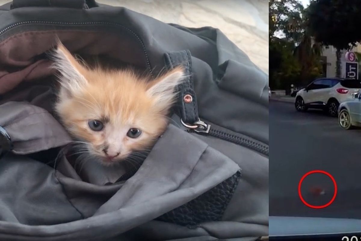 They Rescue Kitten from Middle of Road While No One Else Stops to Help