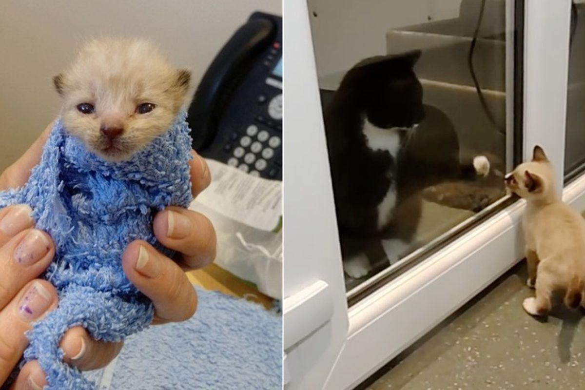 Kitten, Who Cheated Death, Gives Comfort to Other Kitties Just Like Him