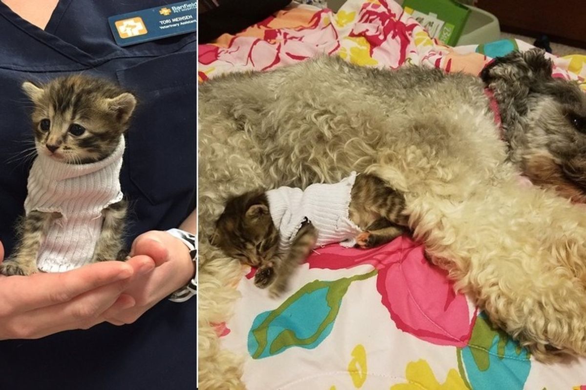 Kitten Rescued from Storms Gets Sock Sweater, We Have Updates!