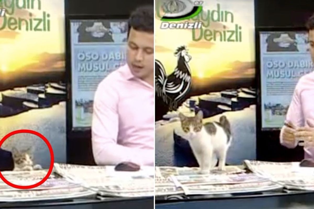 Stray Kitten Walks in Studio and Makes Surprise Appearance on Live TV