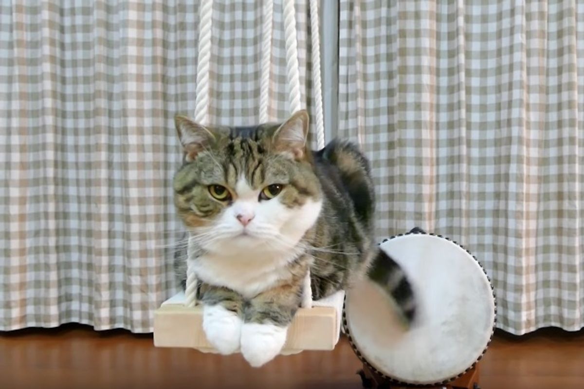 How This Kitty Plays Percussion is Quite Purrrfect!