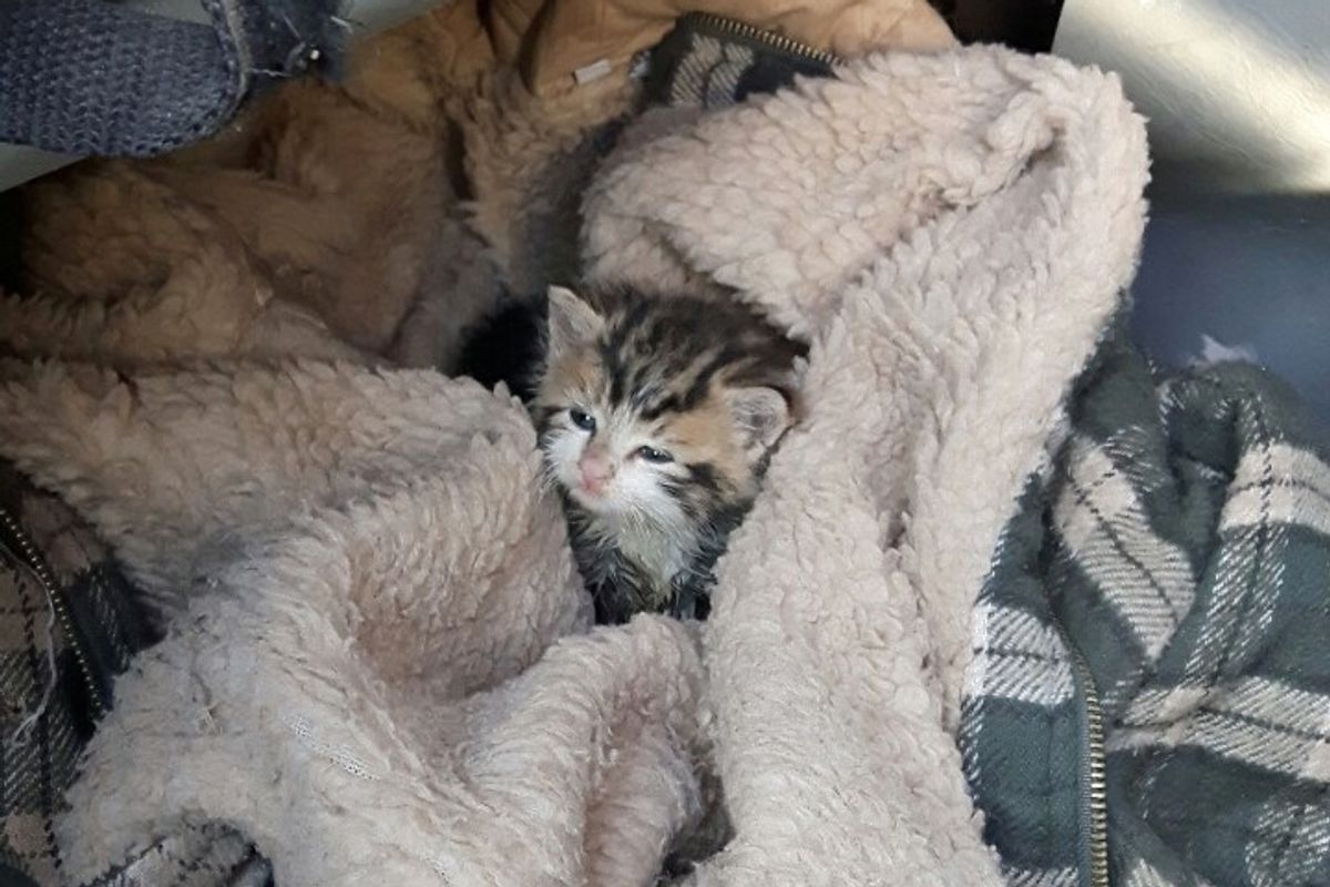 Farmer Found Orphaned Kitten Shivering in Cold, What a Difference Love Can Make..