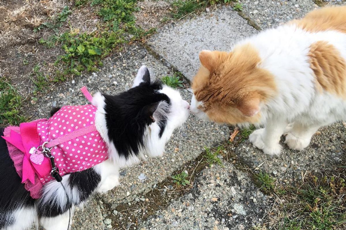 'Boy Next Door' Cat Wins Over Neighbor Cat