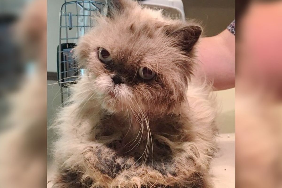 Cat Found Wearing a Coat of Tight Matts Purrs Up a Storm As Rescuers Shave Her, What a Transformation!