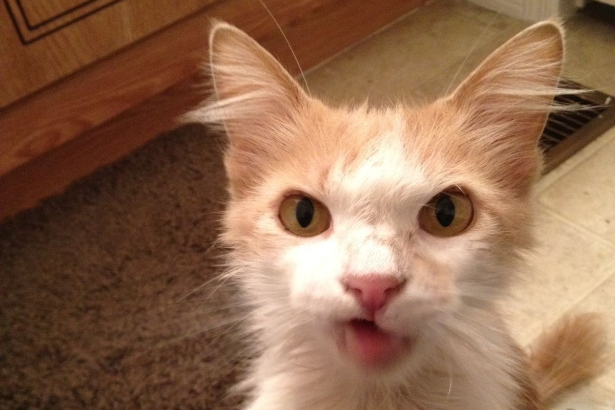 Stray Cat with Crooked Mouth Begs Woman for Love, Four Months Later...