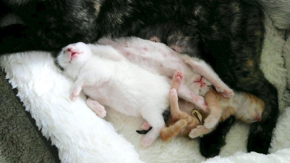They Help Stray Cat Fix Her Broken Leg, The Kitty Gives Them a Tiny