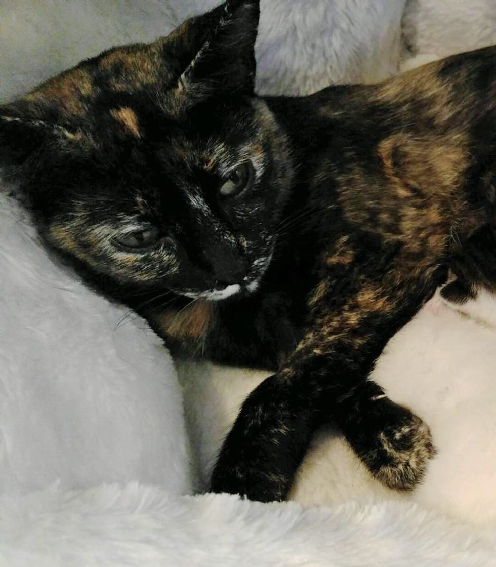They Help Stray Cat Fix Her Broken Leg, The Kitty Gives Them a Tiny