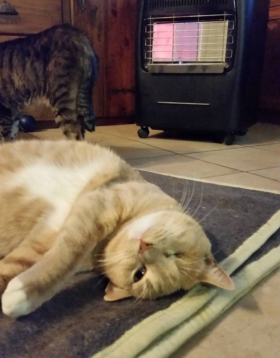 Woman Helps Rescue Cat Walk Again and Tries to Find Him Home But Kitty