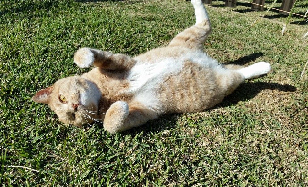 Woman Helps Rescue Cat Walk Again and Tries to Find Him Home But Kitty