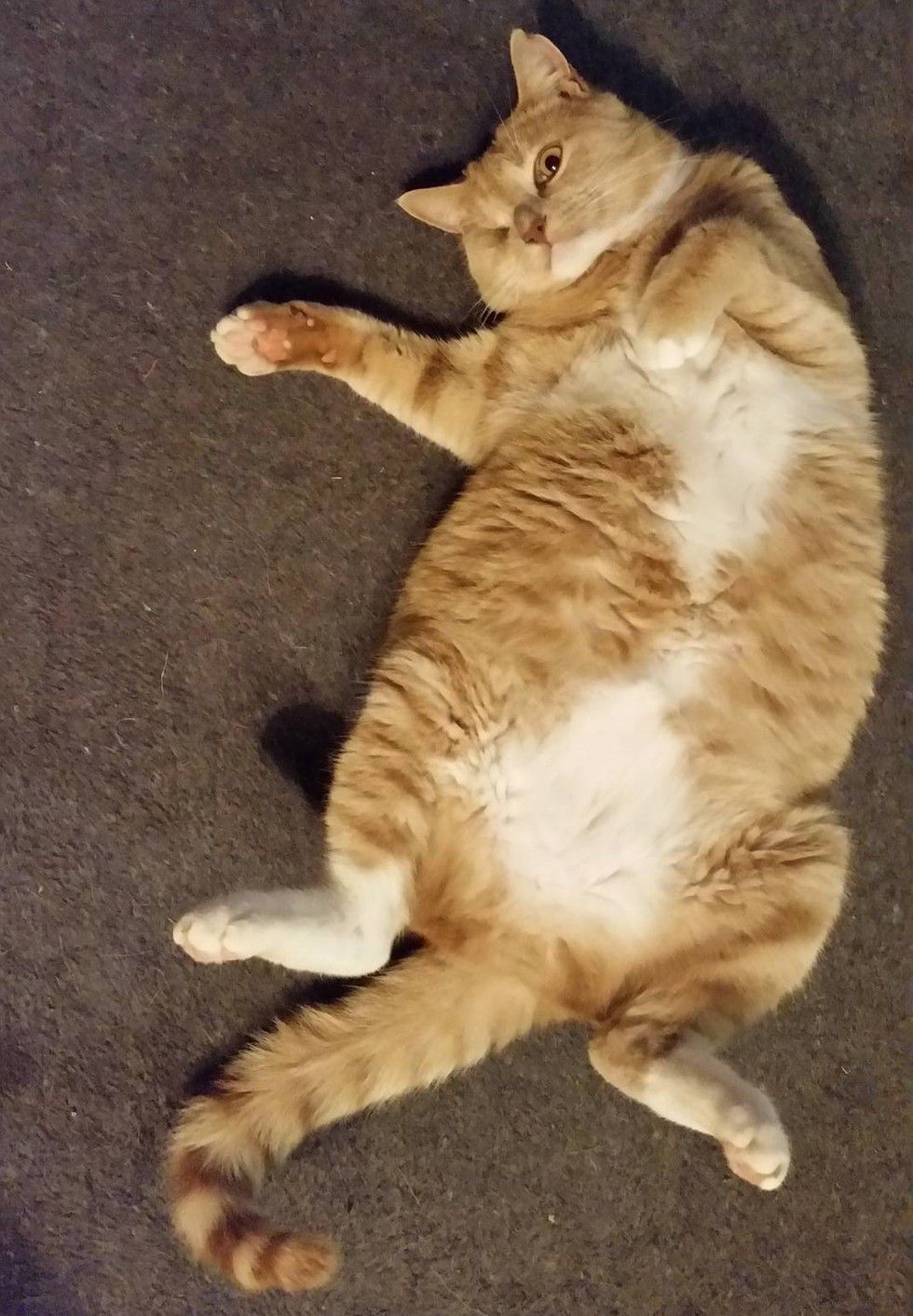 Woman Helps Rescue Cat Walk Again and Tries to Find Him Home But Kitty