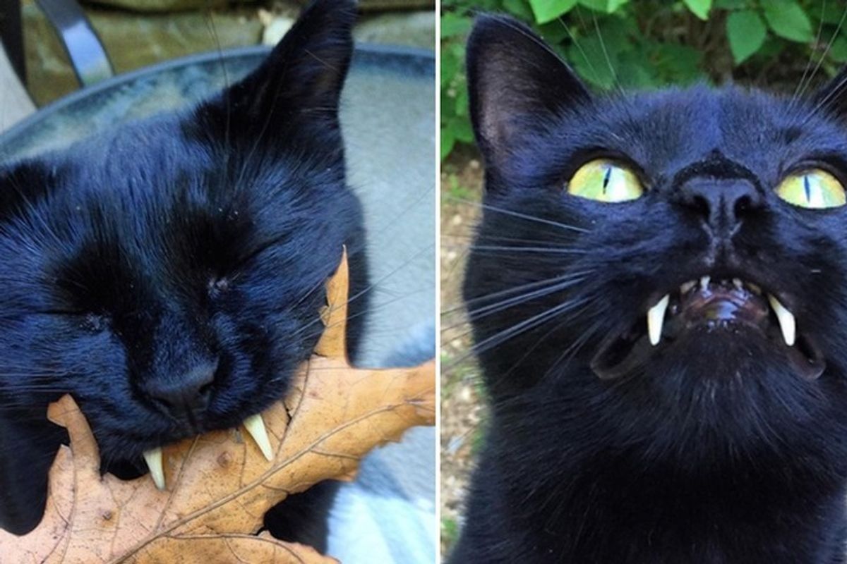 Woman Saves Kitty with 'Vampurr Fangs' From Streets, One Year After the Rescue...