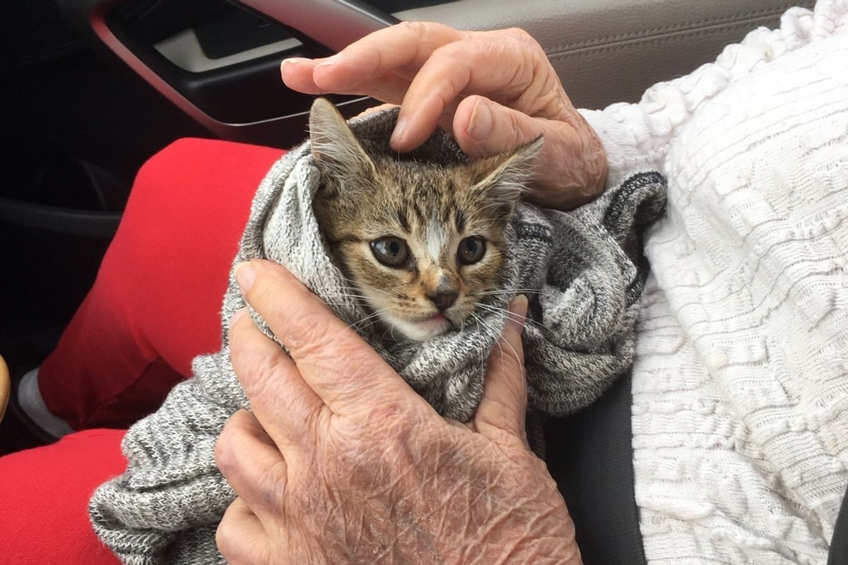 Kitten Rescued from Under Car Feels Loved in Her Rescuer's Arms