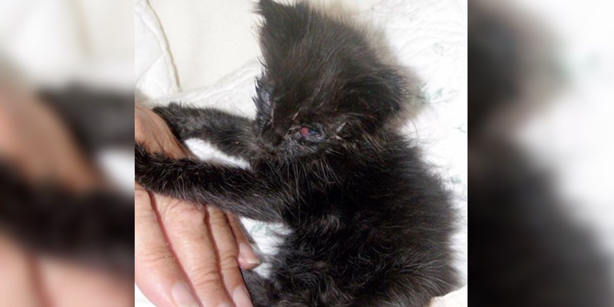 They Save Kitten's Eyes and Help Her See, What a Difference in Just 5