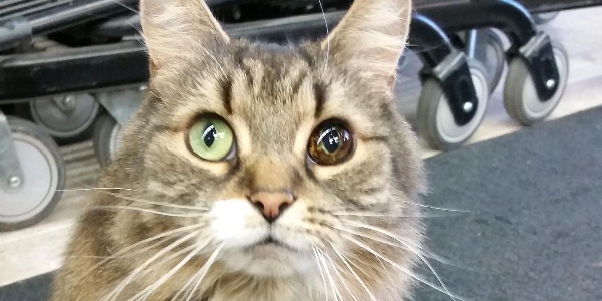 Woman Saves Stray Cat with Unique Eye, the Kitty Returns the Favor