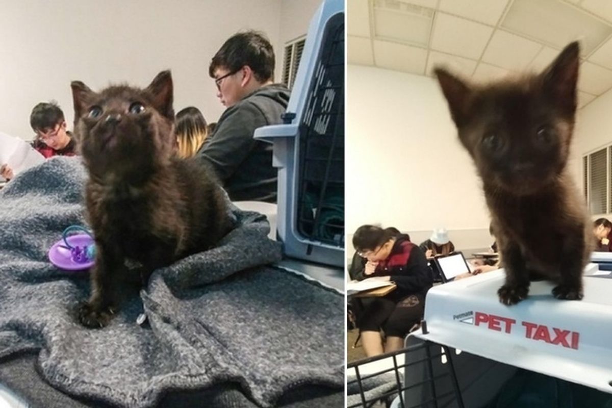 Tiny Kitten Comes to Rescue Stressed out Students