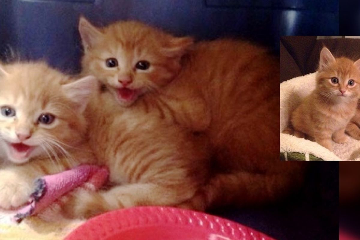 Man Rescues Fearful Ginger Kittens. What a Difference an Afternoon Can Make!