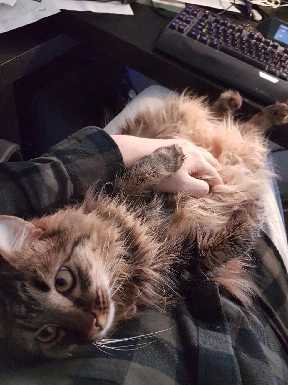 Shelter Cat So Shy She Hides in Man's Arms, But A Day After Adoption