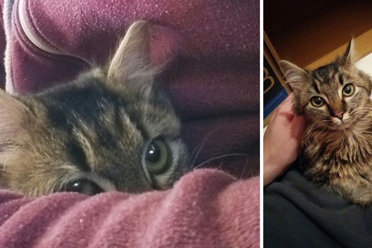 Shelter Cat So Shy She Hides in Man's Arms, But A Day After Adoption...