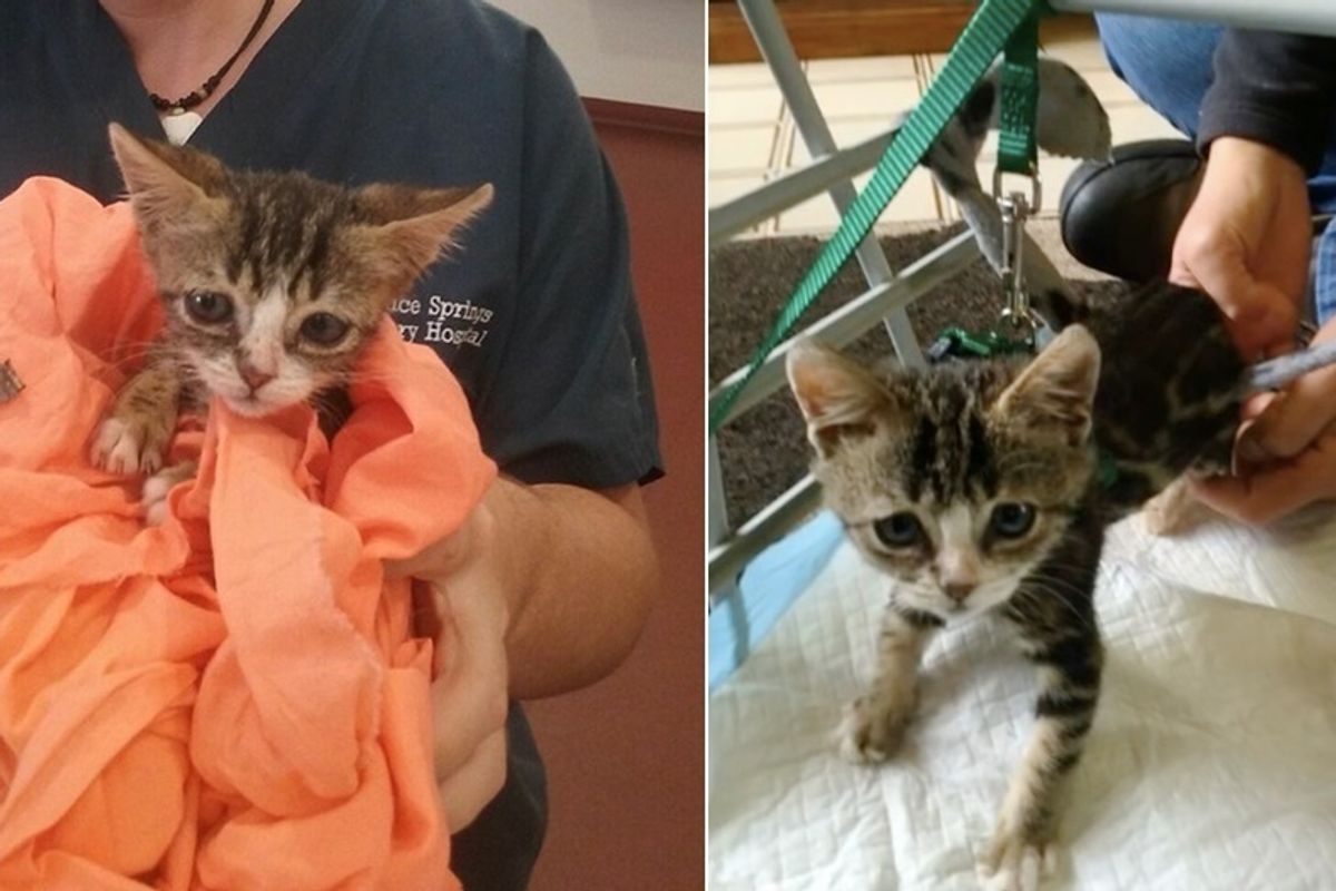 Kitten Lost Use of Back Legs But Didn't Lose the Fight, What a Difference Love Can Make!