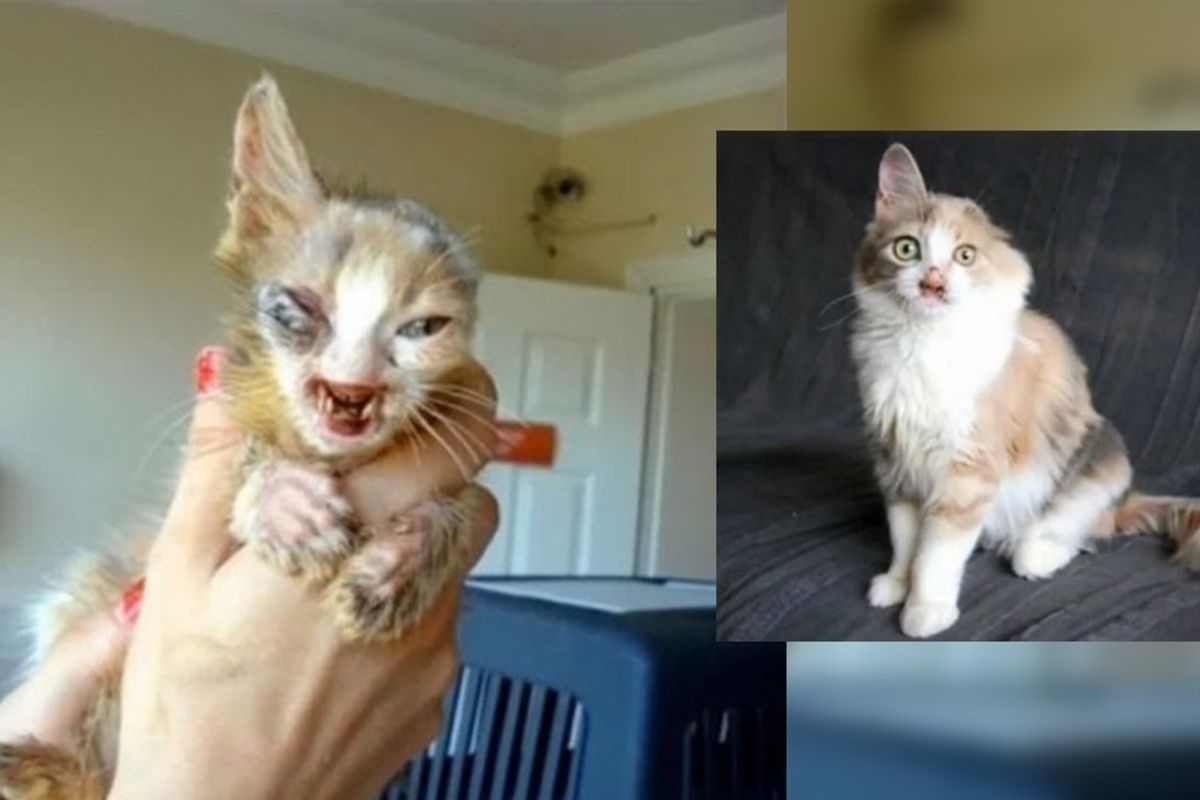 Kitty was Ignored Because of Her Face Until 7-year-old Girl Saved Her and Changed Her Life