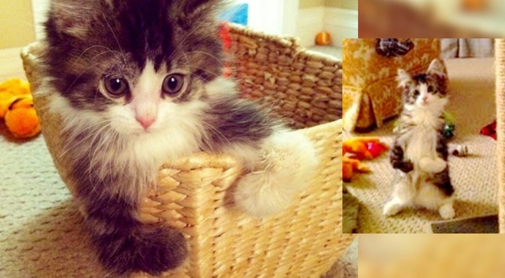 Happy Cat Walks On Two Legs Like a Little Human Love Meow