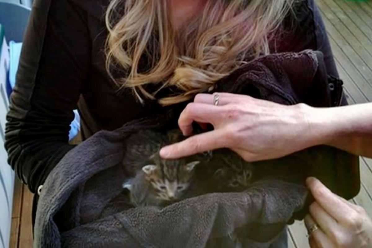 Women Spend Hours Searching for Four Kittens Who Lost Their Mom