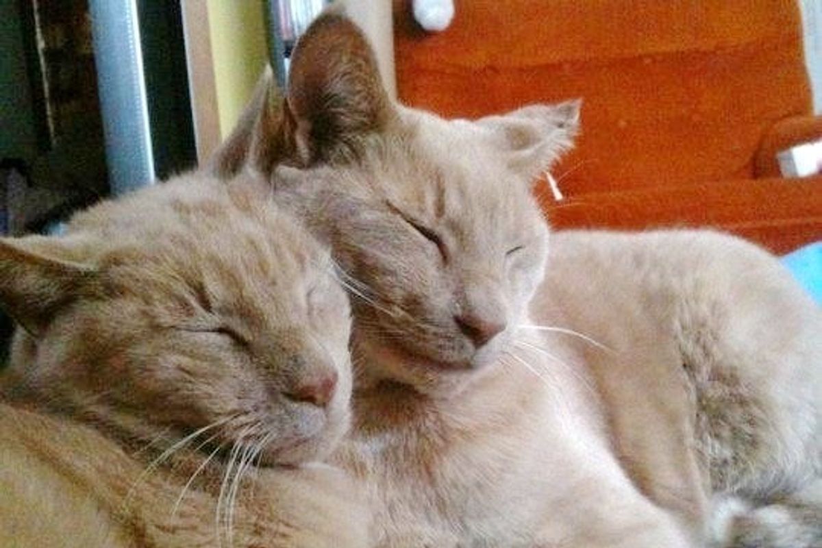 16-year-old Cat Finds His Missing Twin Brother in an Unexpected Way