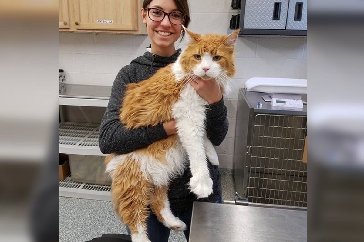 Giant Cat Came to Shelter Looking for New Home, Then Hours Later...