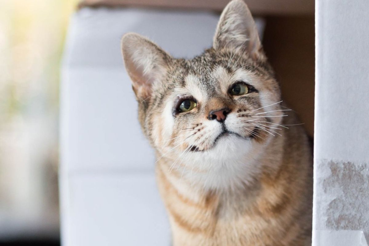 They Save Sight of Cat Born without Eyelids, She Couldn't be Happier
