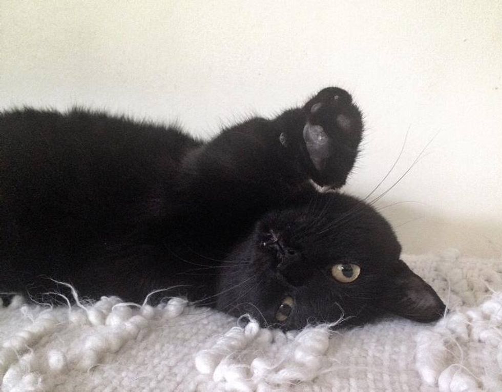 Cat Reaches Out Her Only Front Paw for Cuddles After Man Saved Her Life