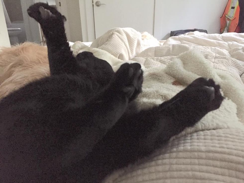 Cat Reaches Out Her Only Front Paw for Cuddles After Man Saved Her Life