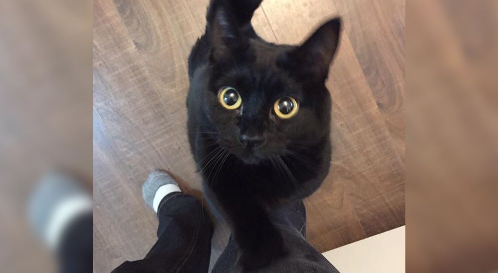 Cat Reaches Out Her Only Front Paw for Cuddles After Man Saved Her Life