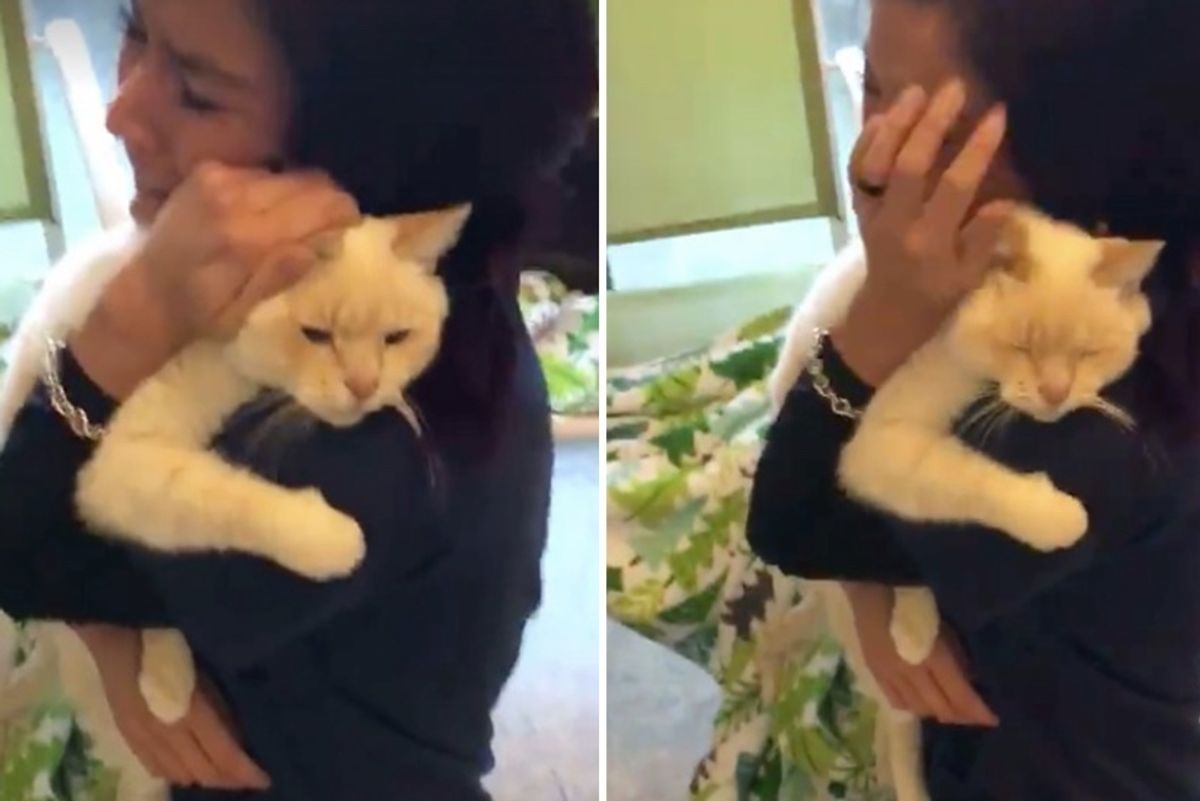 Woman Never Gave Up Searching For Her Cat, She Couldn't Believe It After Nearly 2 Years..
