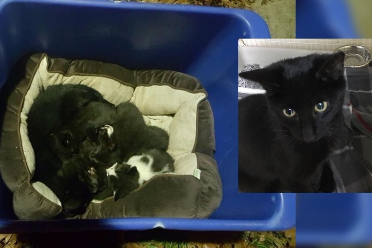 Cat Found Protecting Kittens Left in the Cold, but the Cat is Not Mom at all.. (with Updates)
