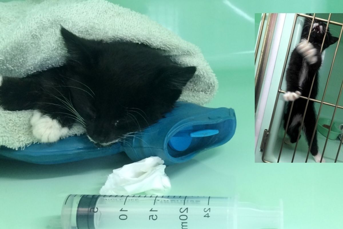 Kitten Brought in Completely Lifeless, After 3 Hours of Dripping Fluids and Care...