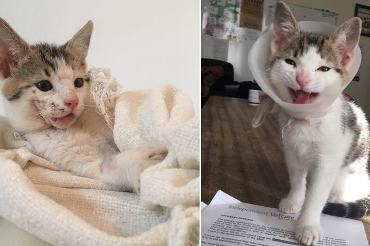 Brave Kitten Turns His Broken Jaw into Beautiful Smile